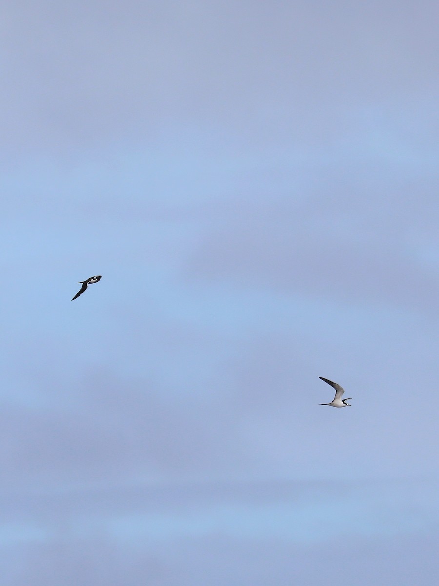 Sooty Tern - Matthias Alberti