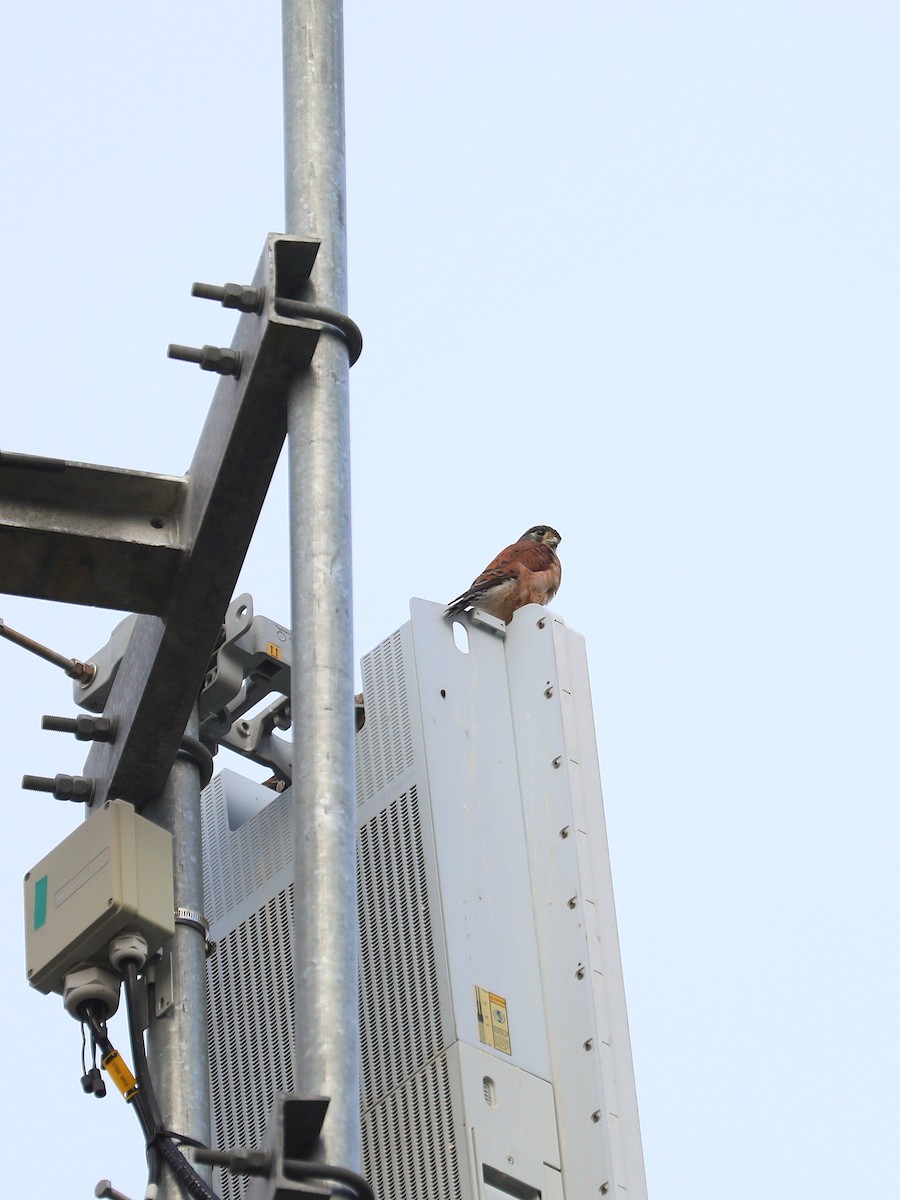 Seychelles Kestrel - ML623468310