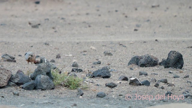 Barbary Partridge - ML623468372