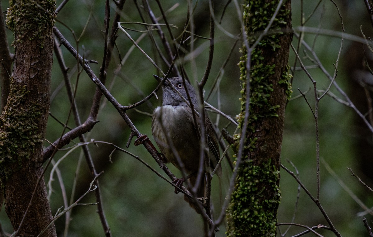 Tasmanian Scrubwren - ML623468376