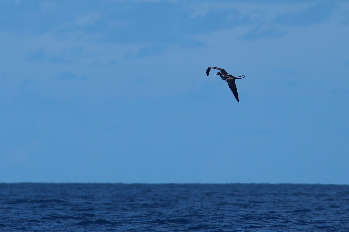 Magnificent Frigatebird - ML623468412