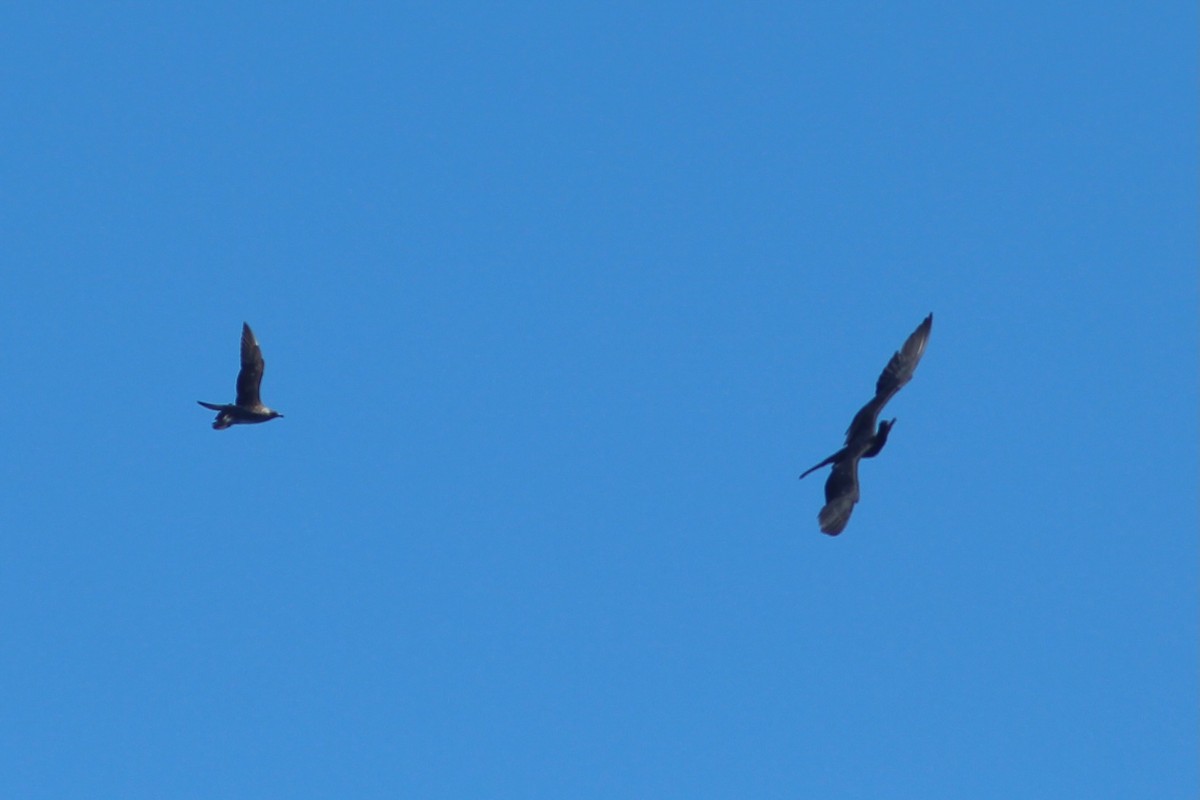 Magnificent Frigatebird - ML623468415