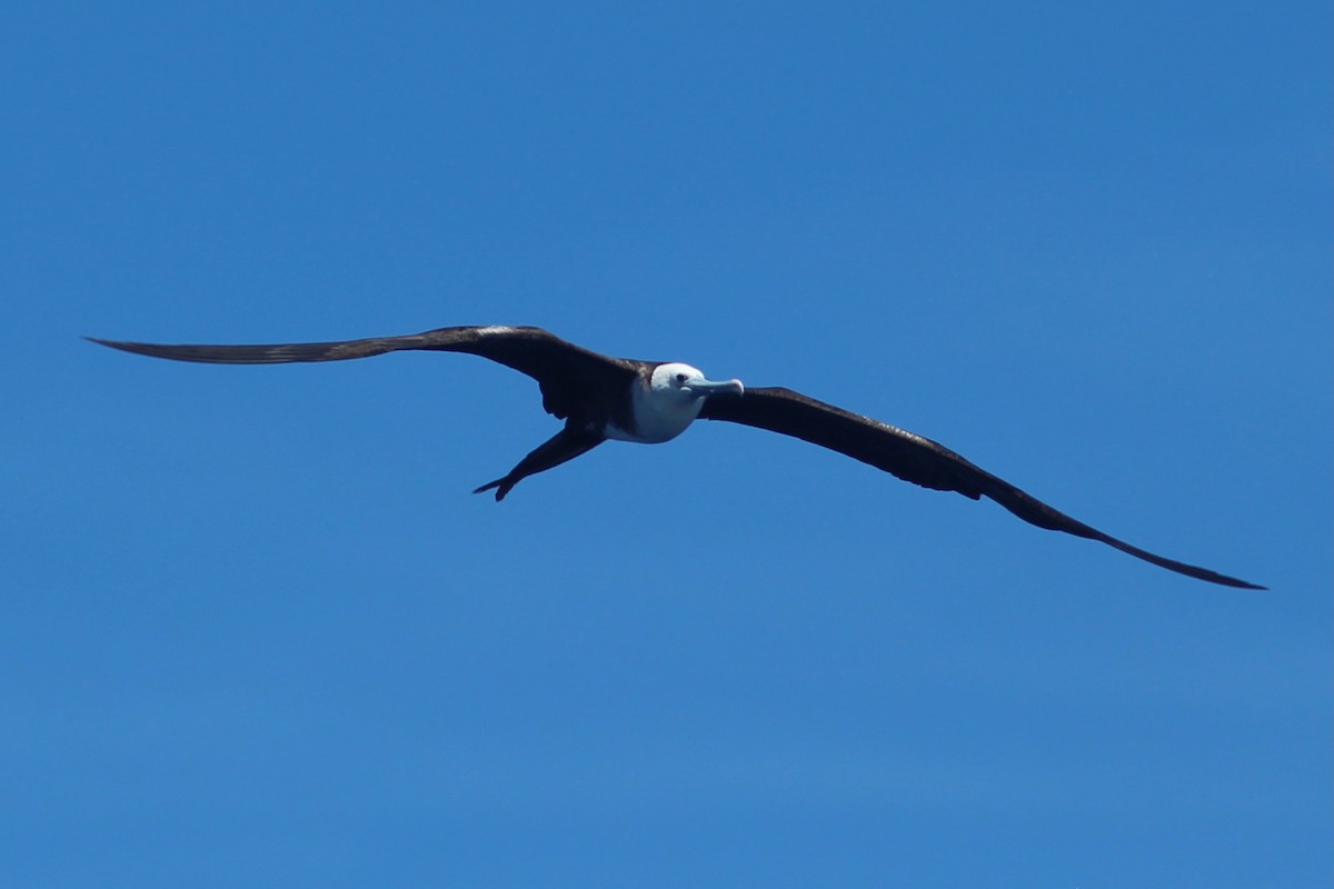 Magnificent Frigatebird - Oscar Johnson