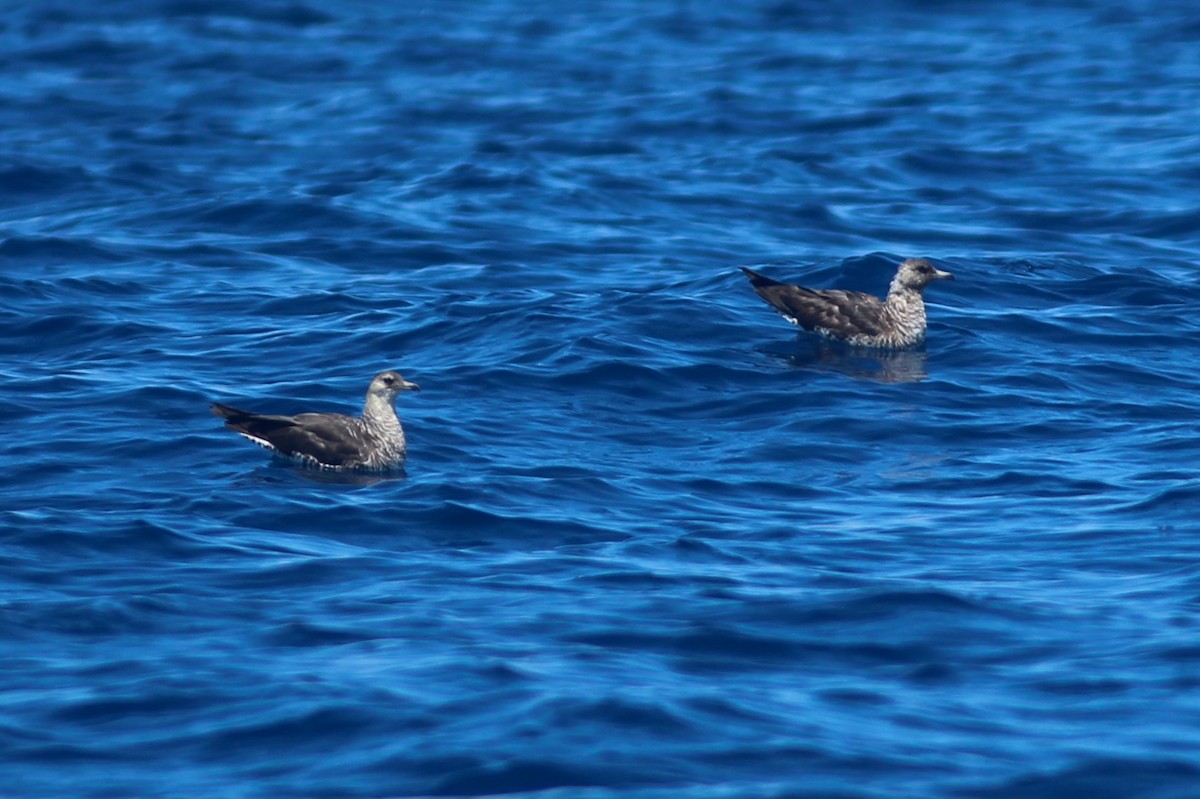 Pomarine Jaeger - ML623468455