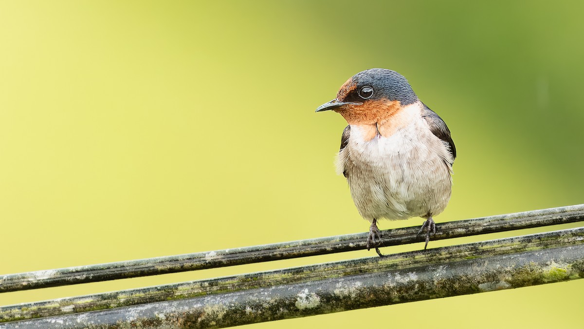 Pacific Swallow (Pacific) - ML623468458