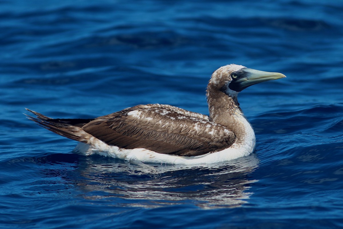 Masked Booby - ML623468459