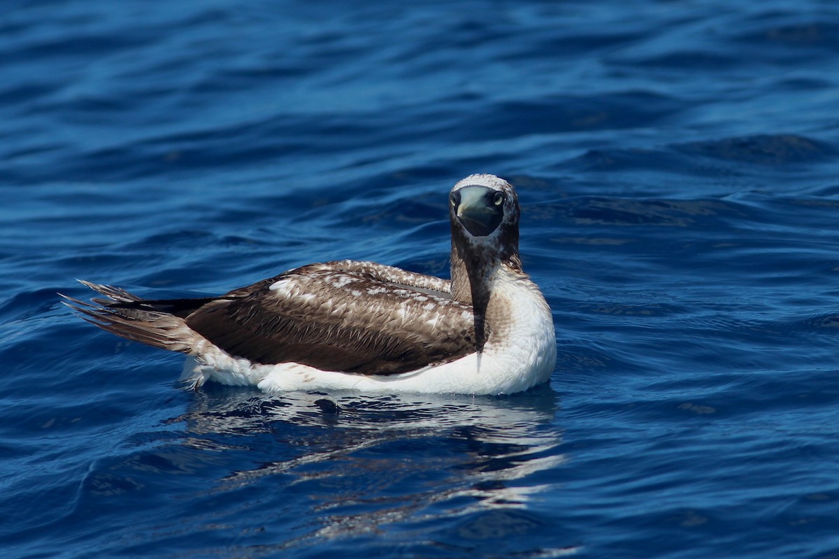 Masked Booby - ML623468460