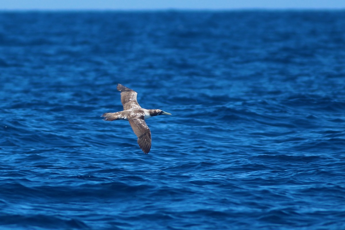 Masked Booby - ML623468464