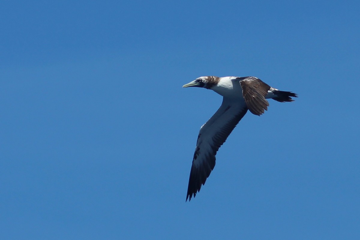 Masked Booby - ML623468469