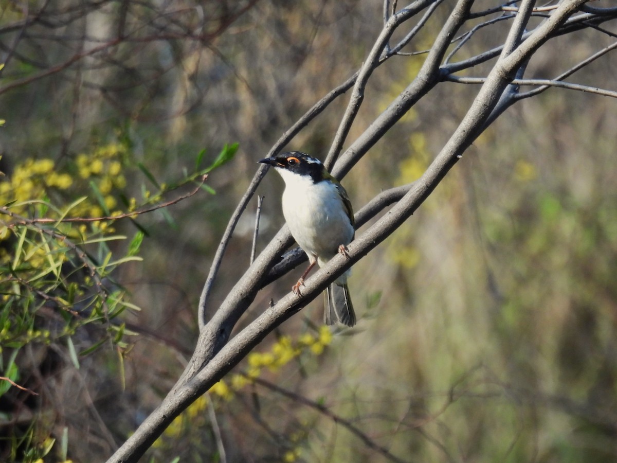 White-naped Honeyeater - ML623468492