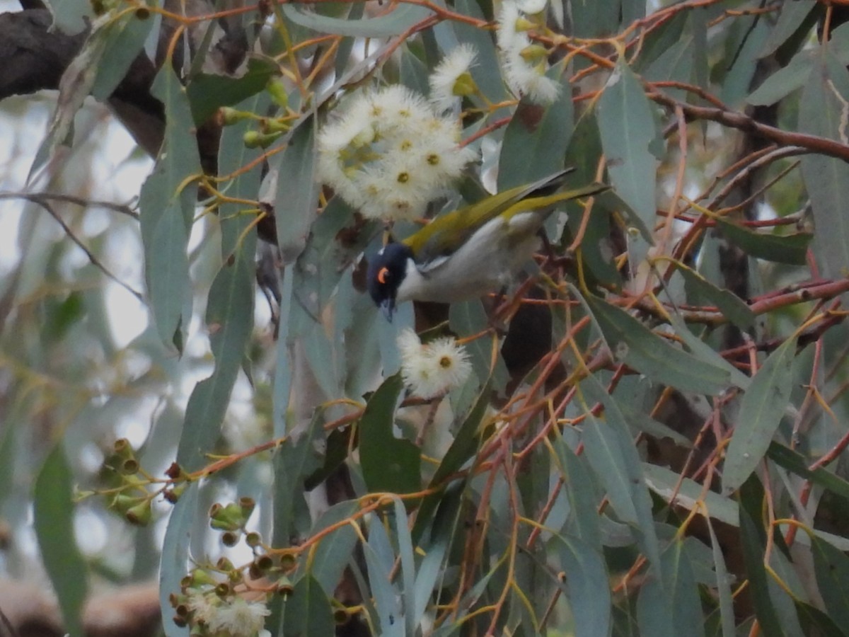 White-naped Honeyeater - ML623468493