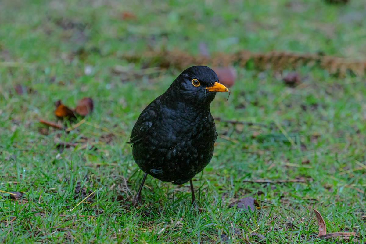 Eurasian Blackbird - ML623468495