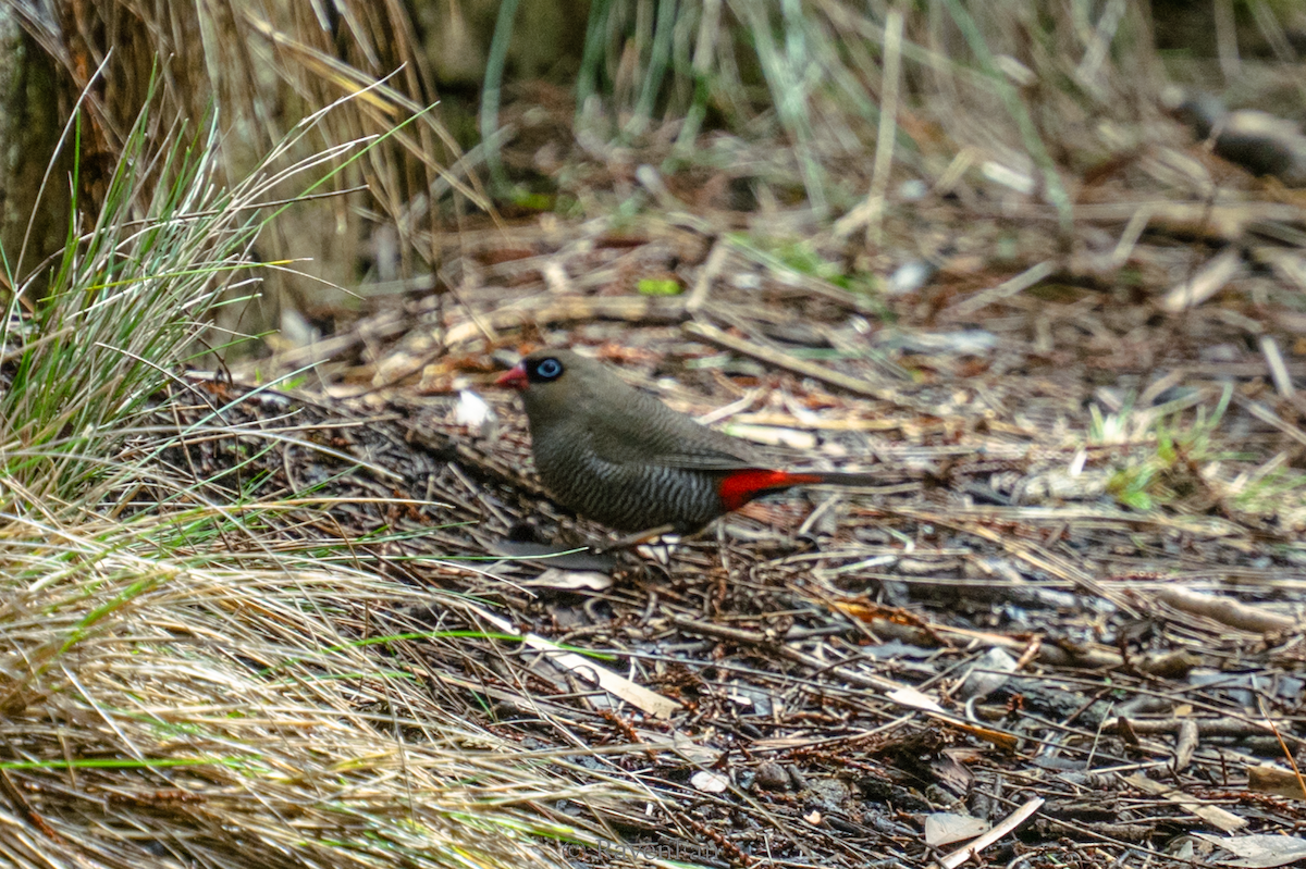 Beautiful Firetail - ML623468507