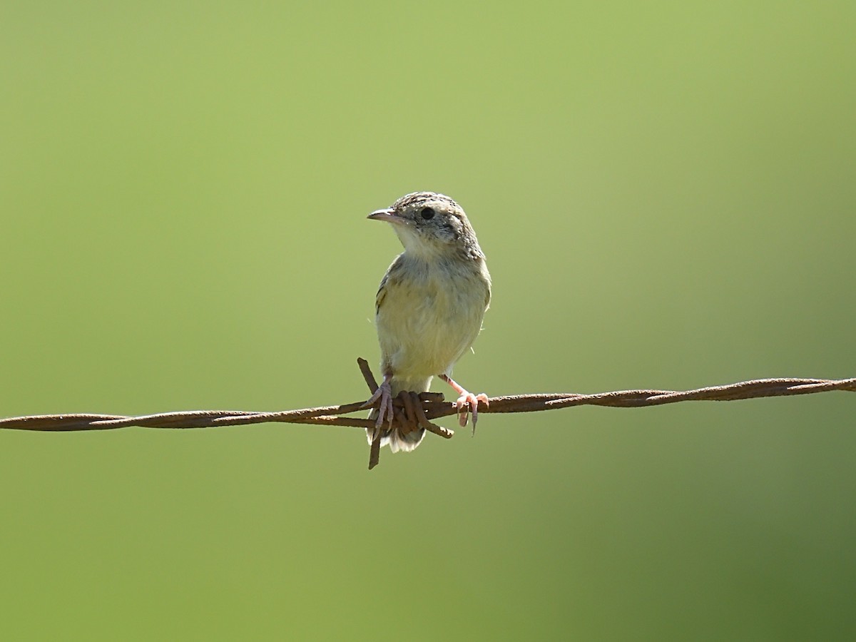 Desert Cisticola - ML623468510