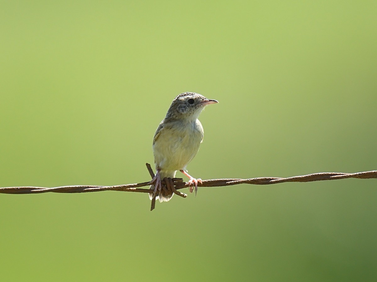 Desert Cisticola - Oleg Chernyshov