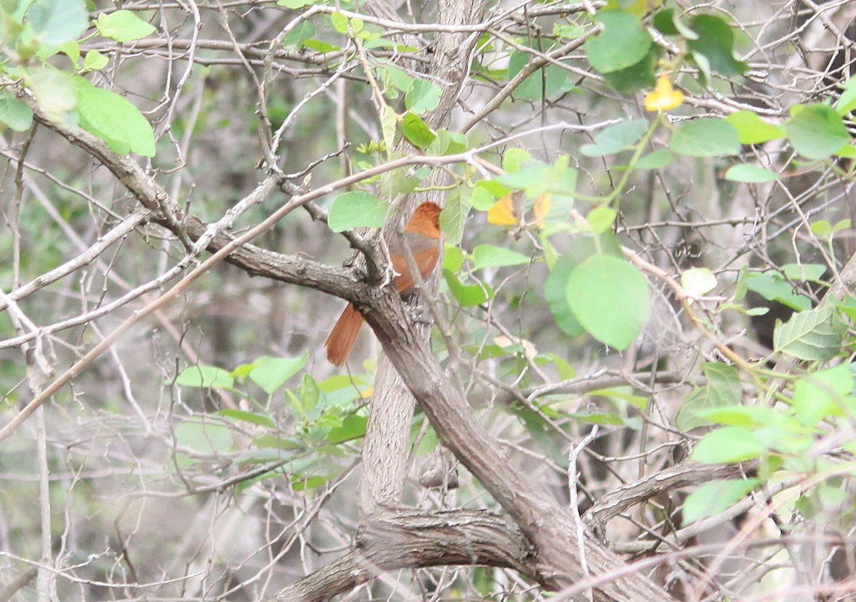 アカズキンカマドドリ - ML623468513