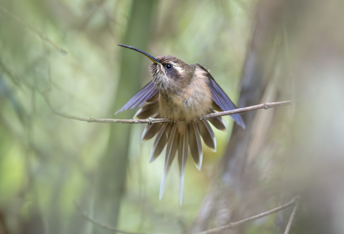 Dusky-throated Hermit - Felipe Arantes