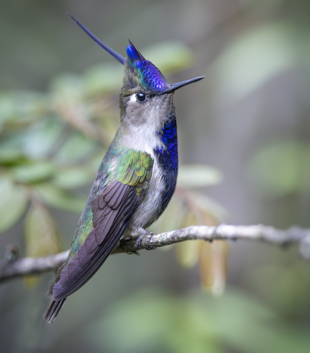 Purple-crowned Plovercrest - Felipe Arantes