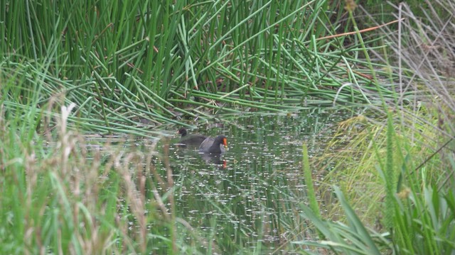 Dusky Moorhen - ML623468576