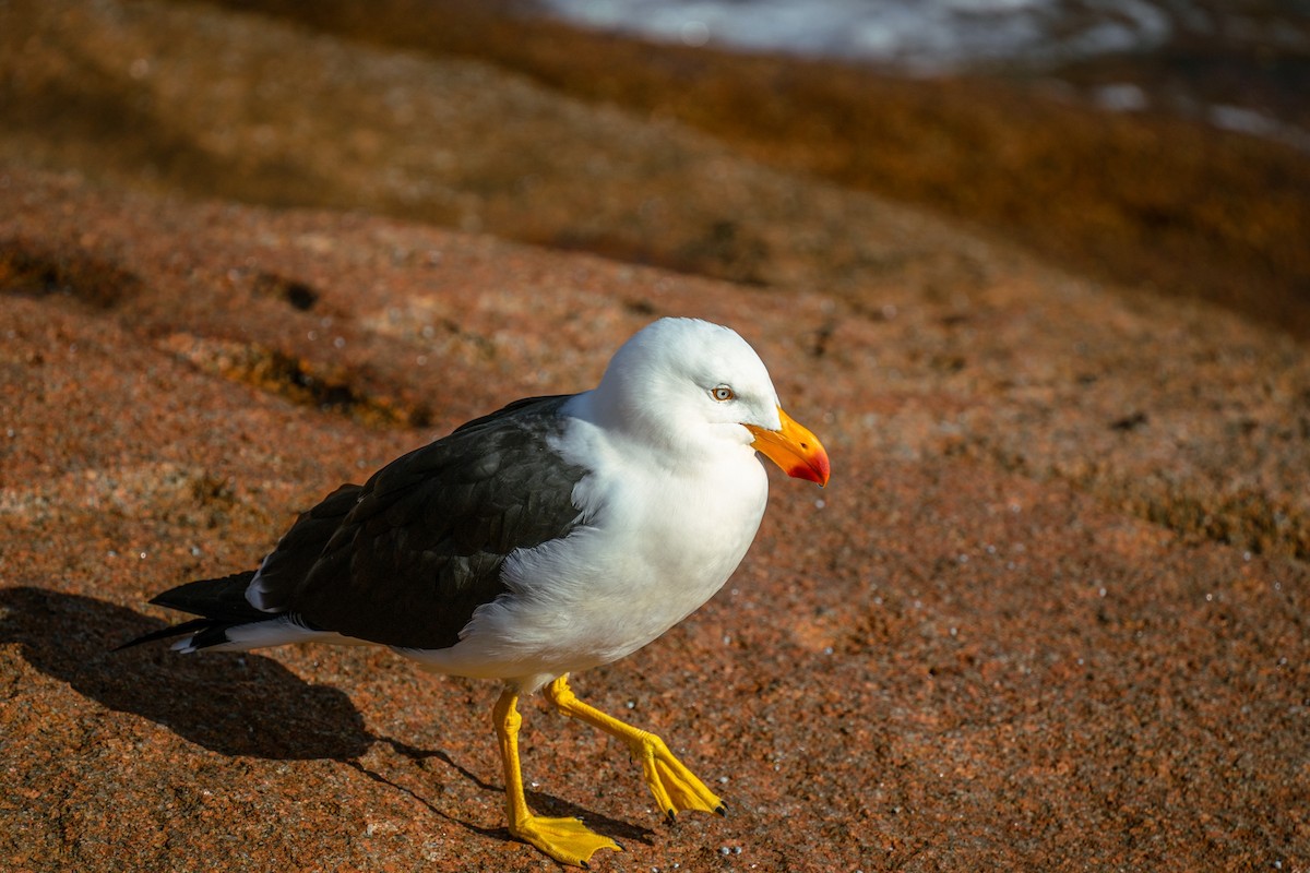 Gaviota de Tasmania - ML623468638