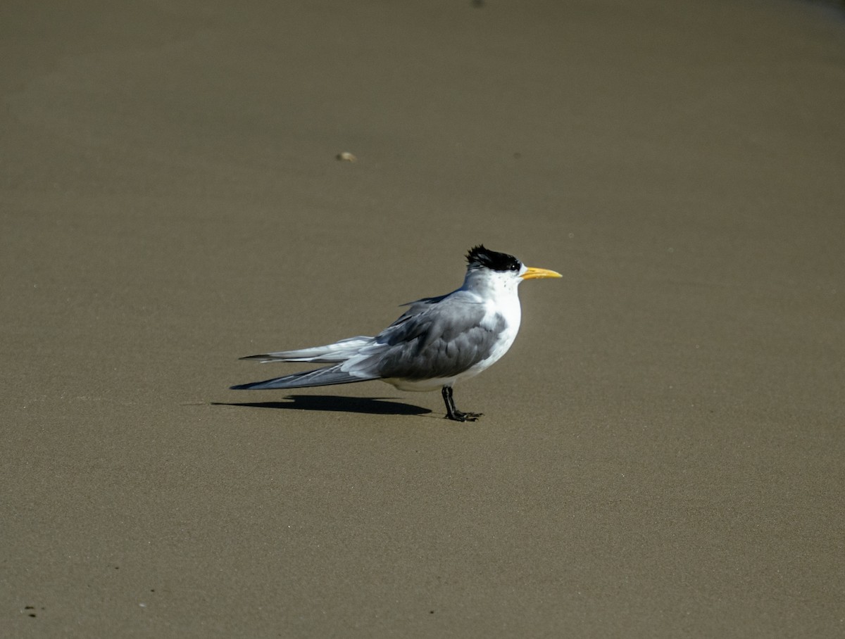 Great Crested Tern - ML623468666