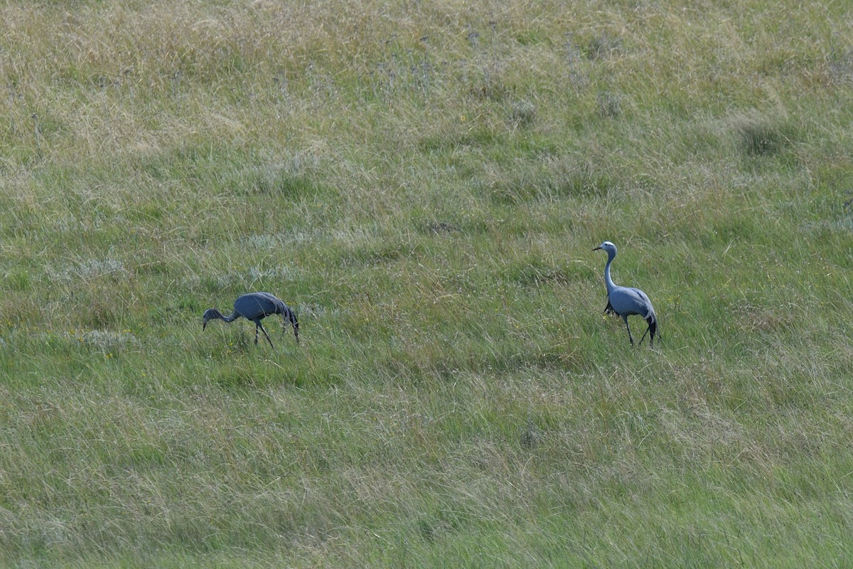 Blue Crane - ML623468702