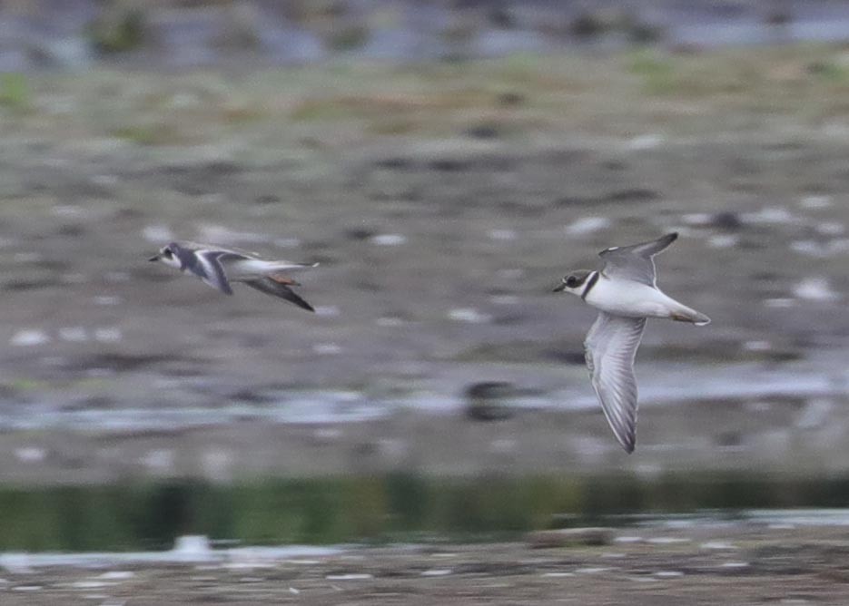 Semipalmated Plover - ML623468713