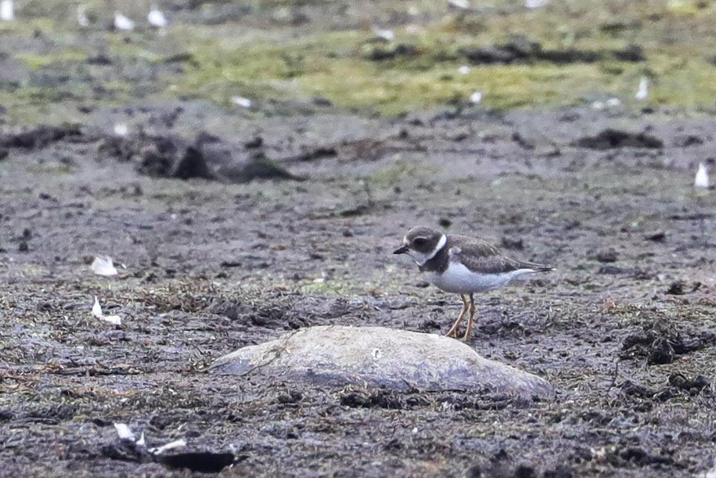 Semipalmated Plover - ML623468720