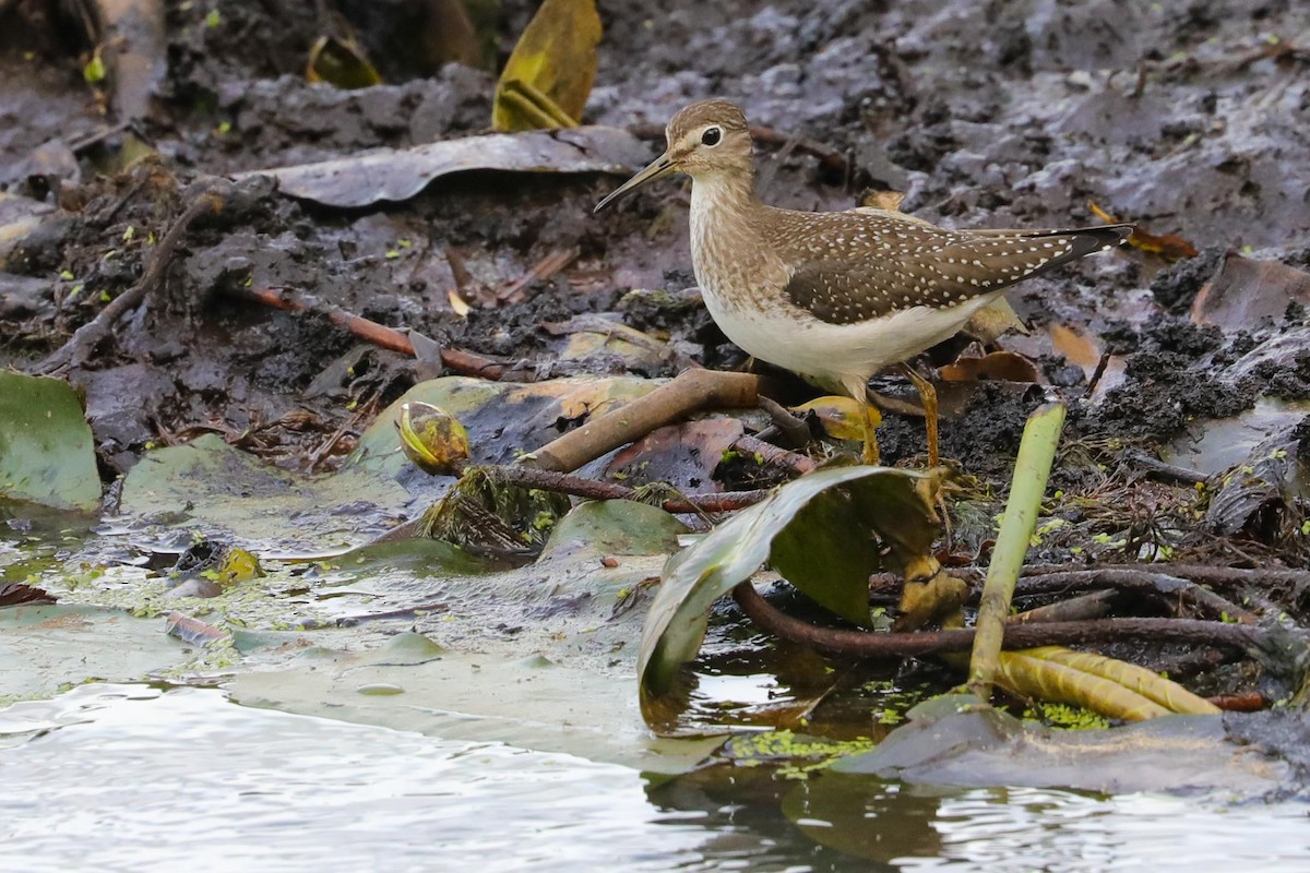 Solitary Sandpiper - ML623468723