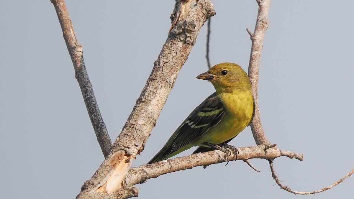 Western Tanager - ML623468725