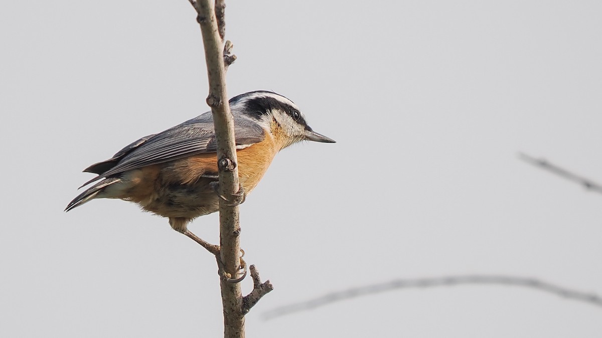 Red-breasted Nuthatch - ML623468730