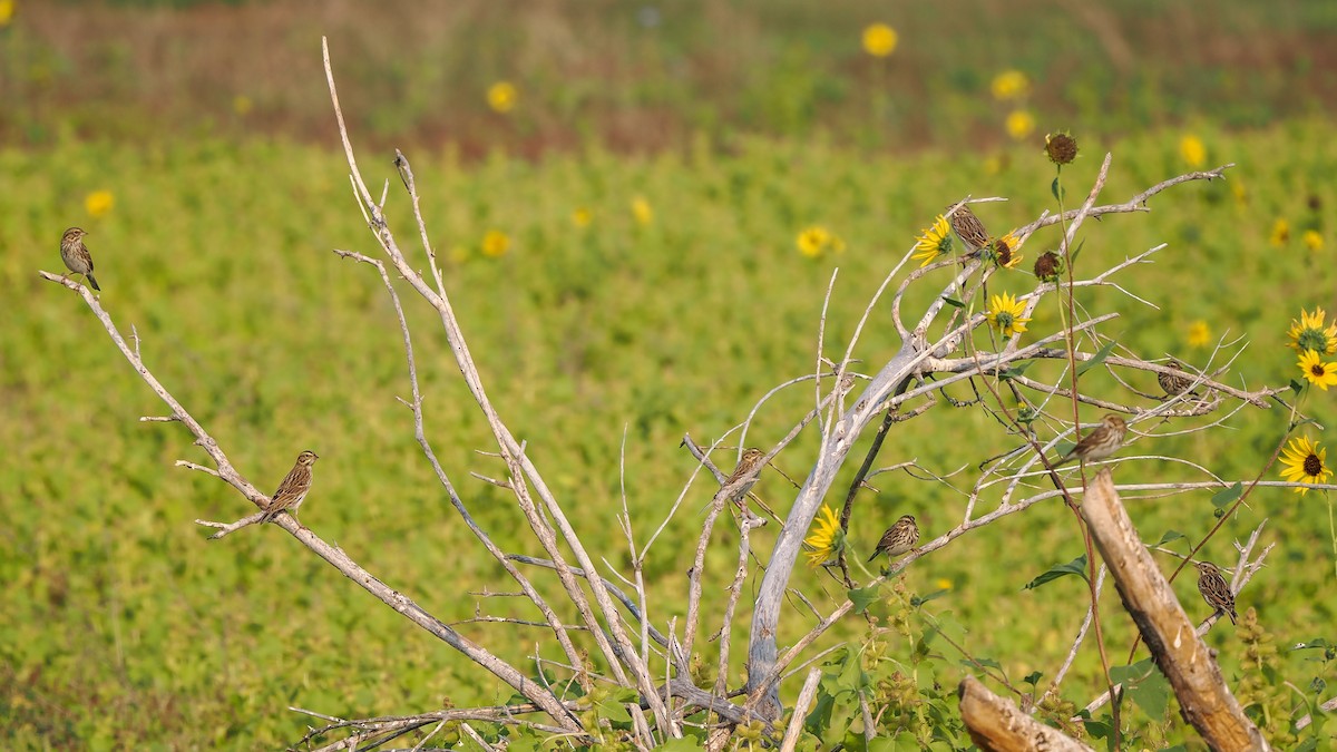 Savannah Sparrow - ML623468742