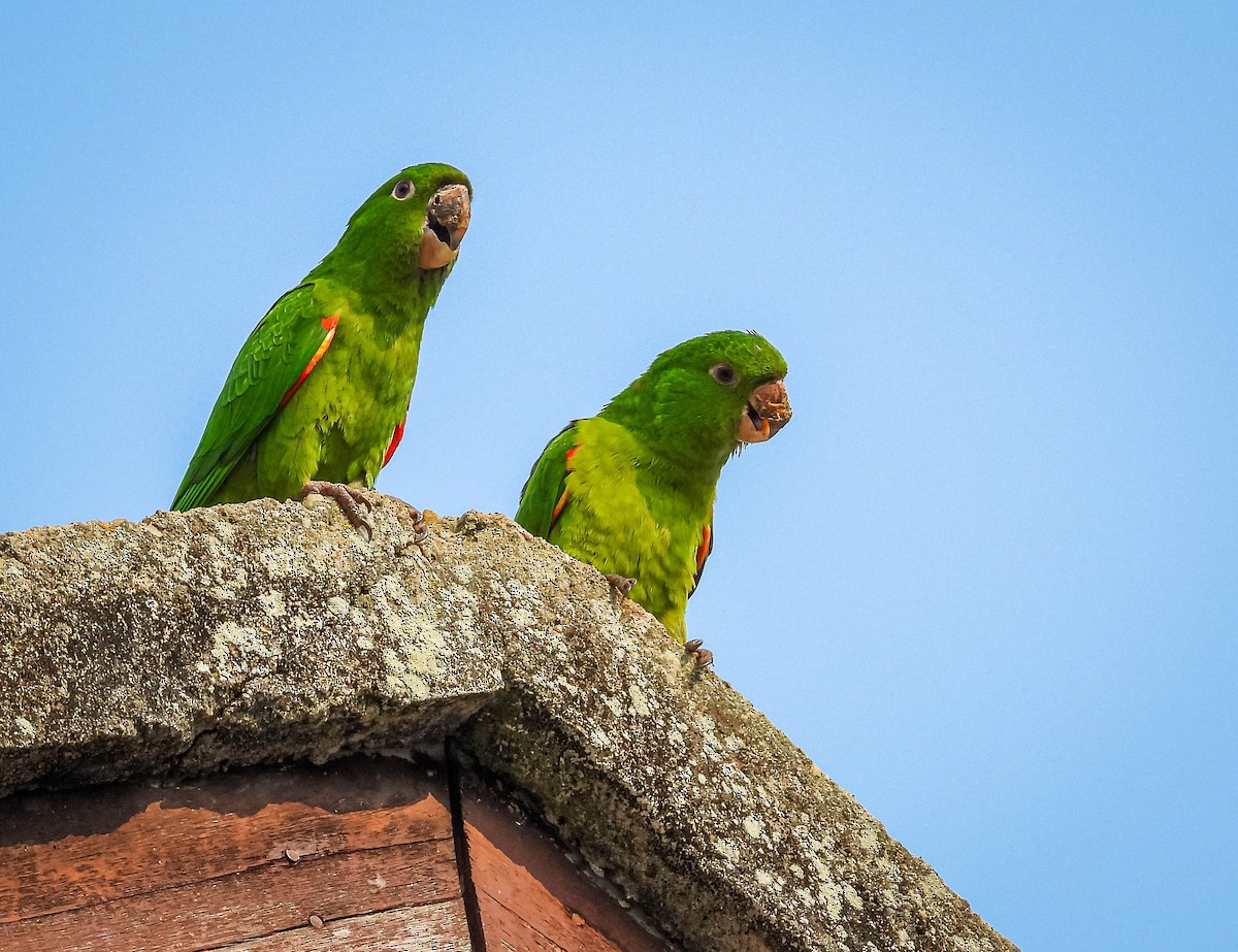 White-eyed Parakeet - ML623468809