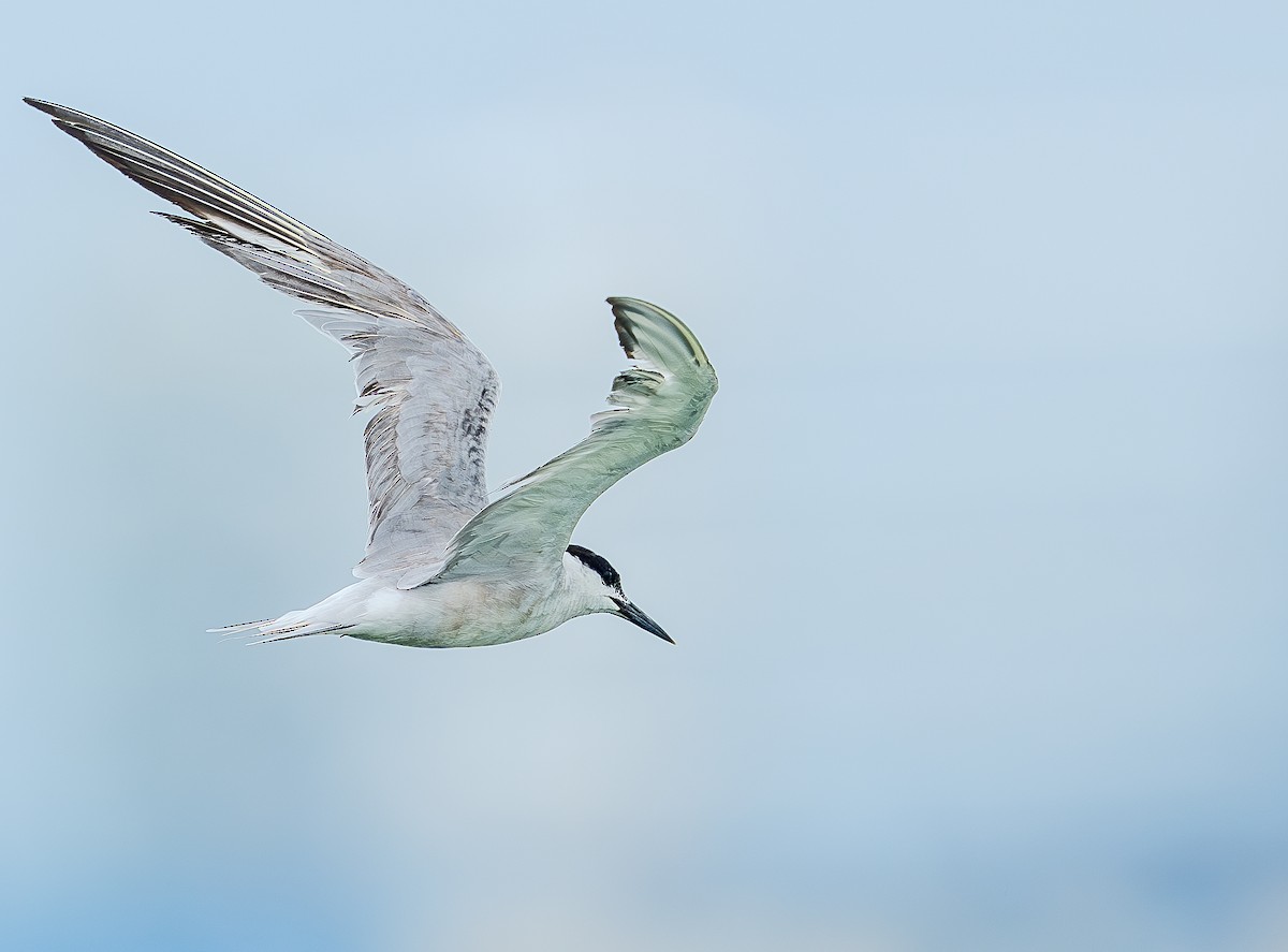 Common Tern - ML623468821
