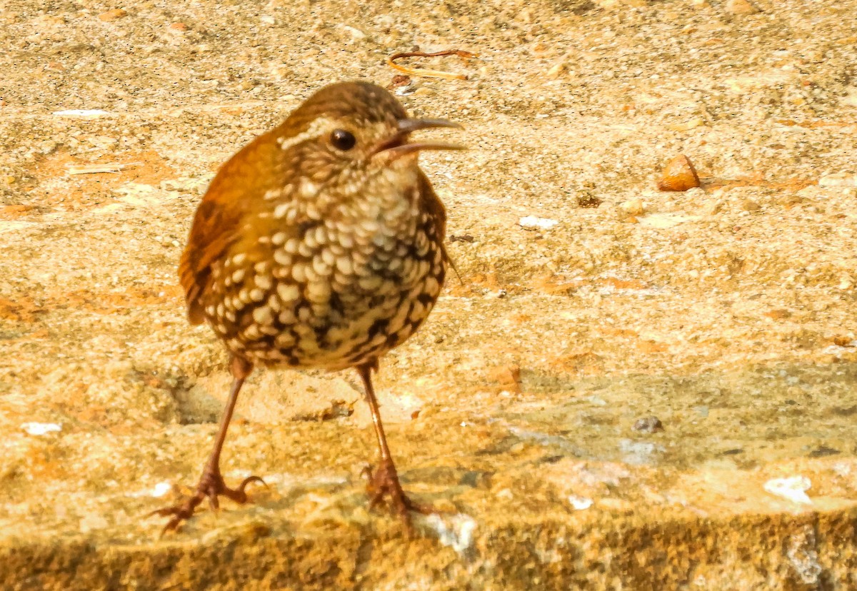 Sharp-tailed Streamcreeper - ML623468822