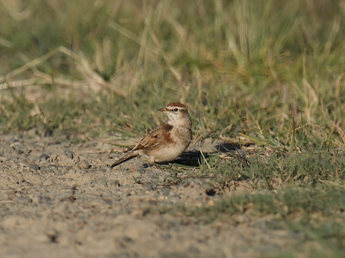 Red-capped Lark - ML623468838