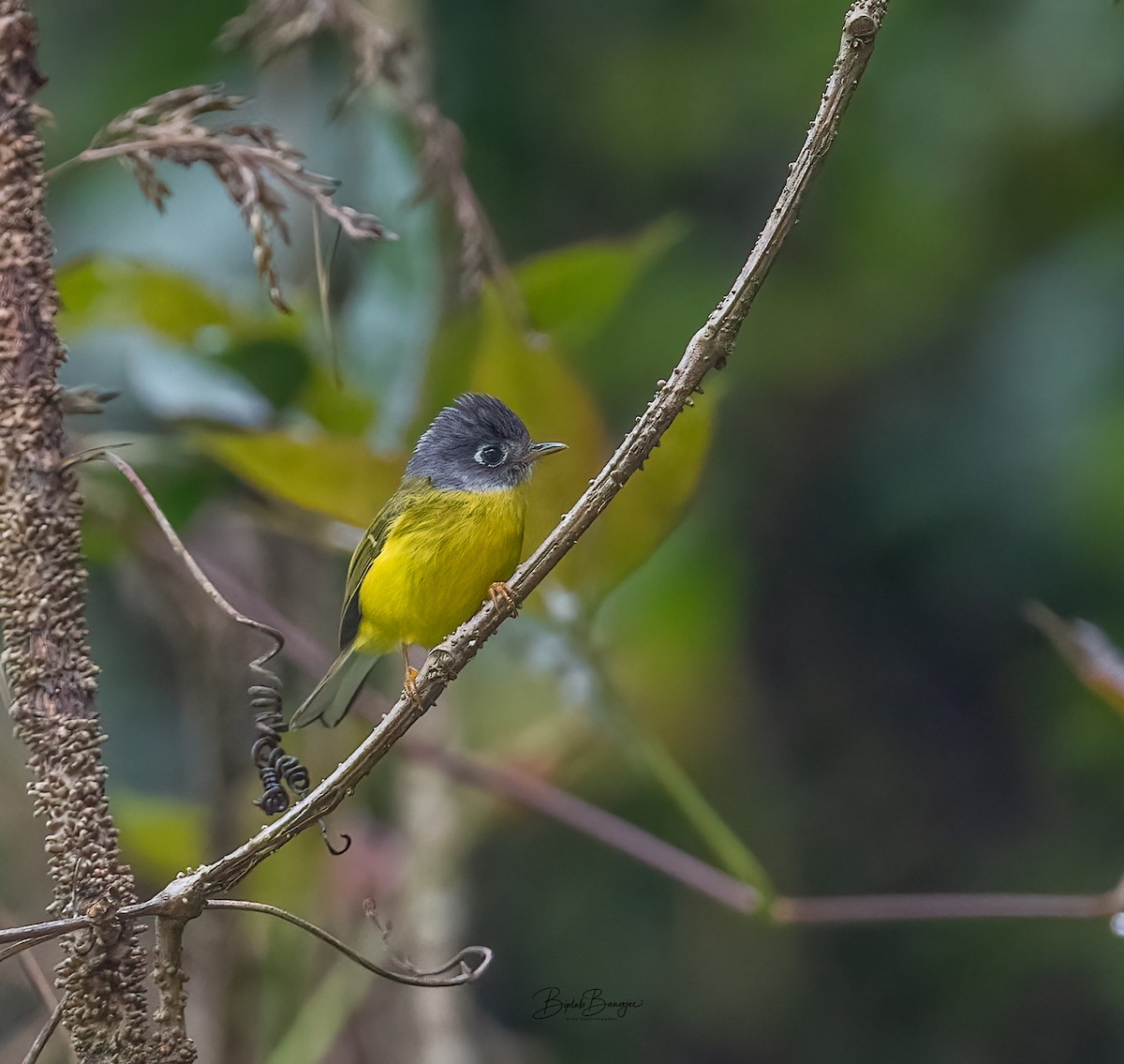 Gray-cheeked Warbler - ML623468874