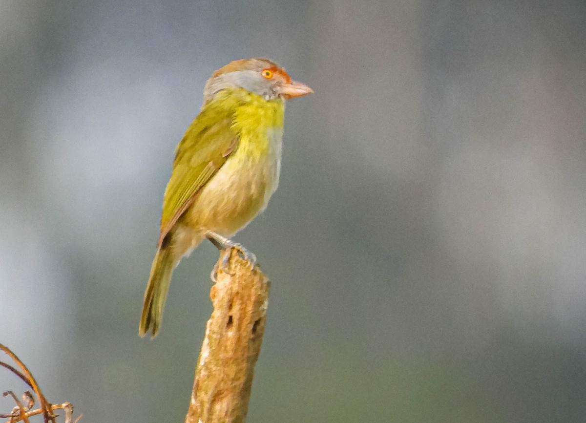 Rufous-browed Peppershrike - ML623468875