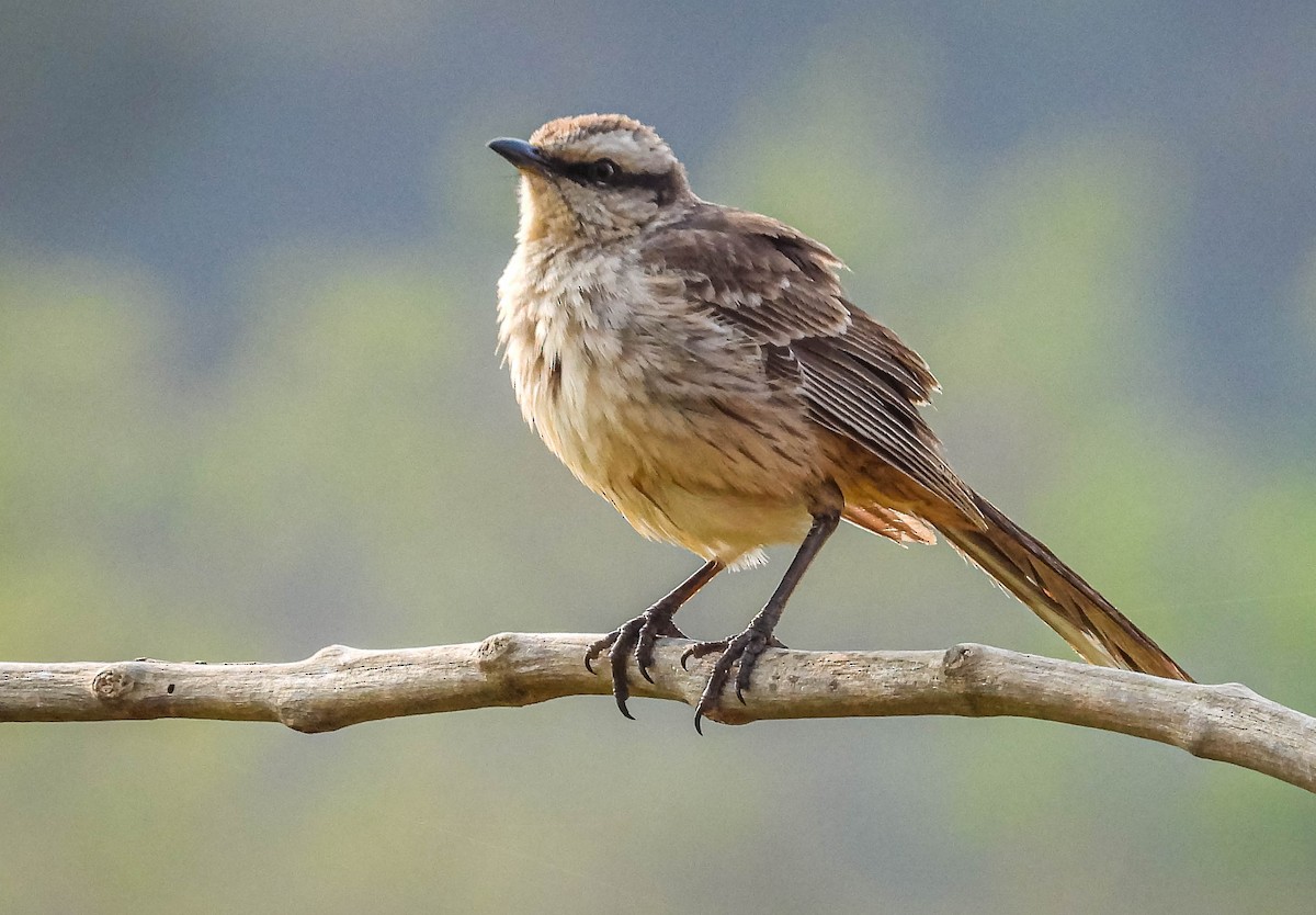 Chalk-browed Mockingbird - ML623468890