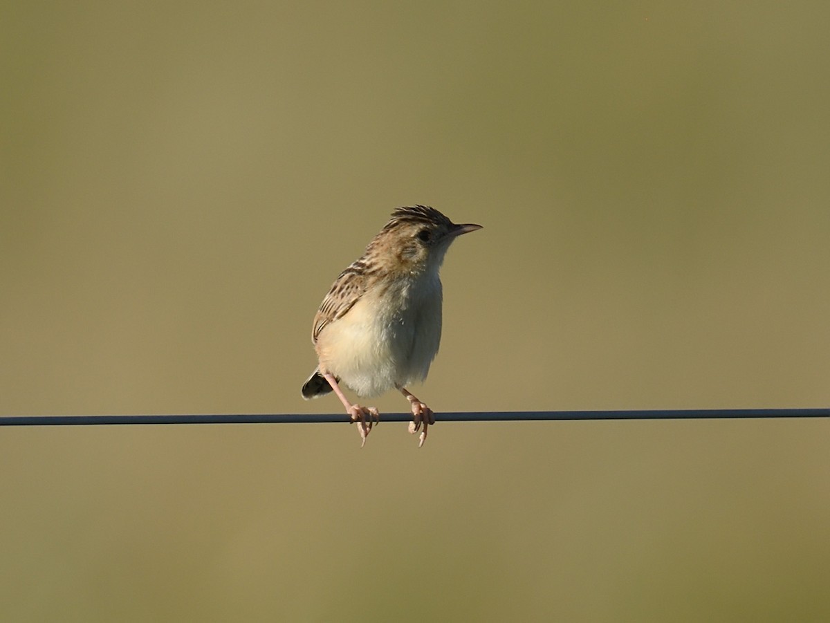 Zitting Cisticola (African) - ML623468897