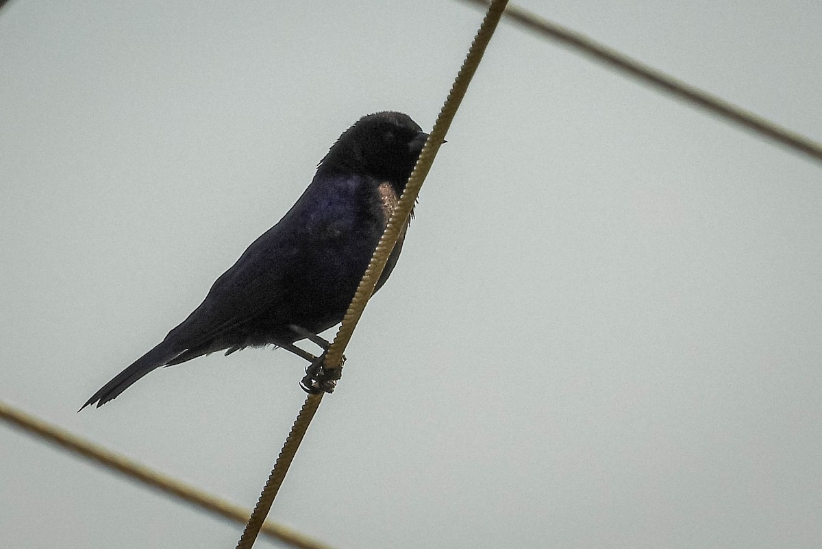 Shiny Cowbird - ML623468905