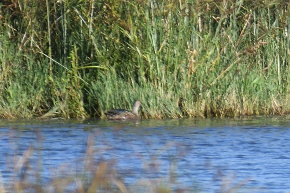 Cape Shoveler - ML623468917