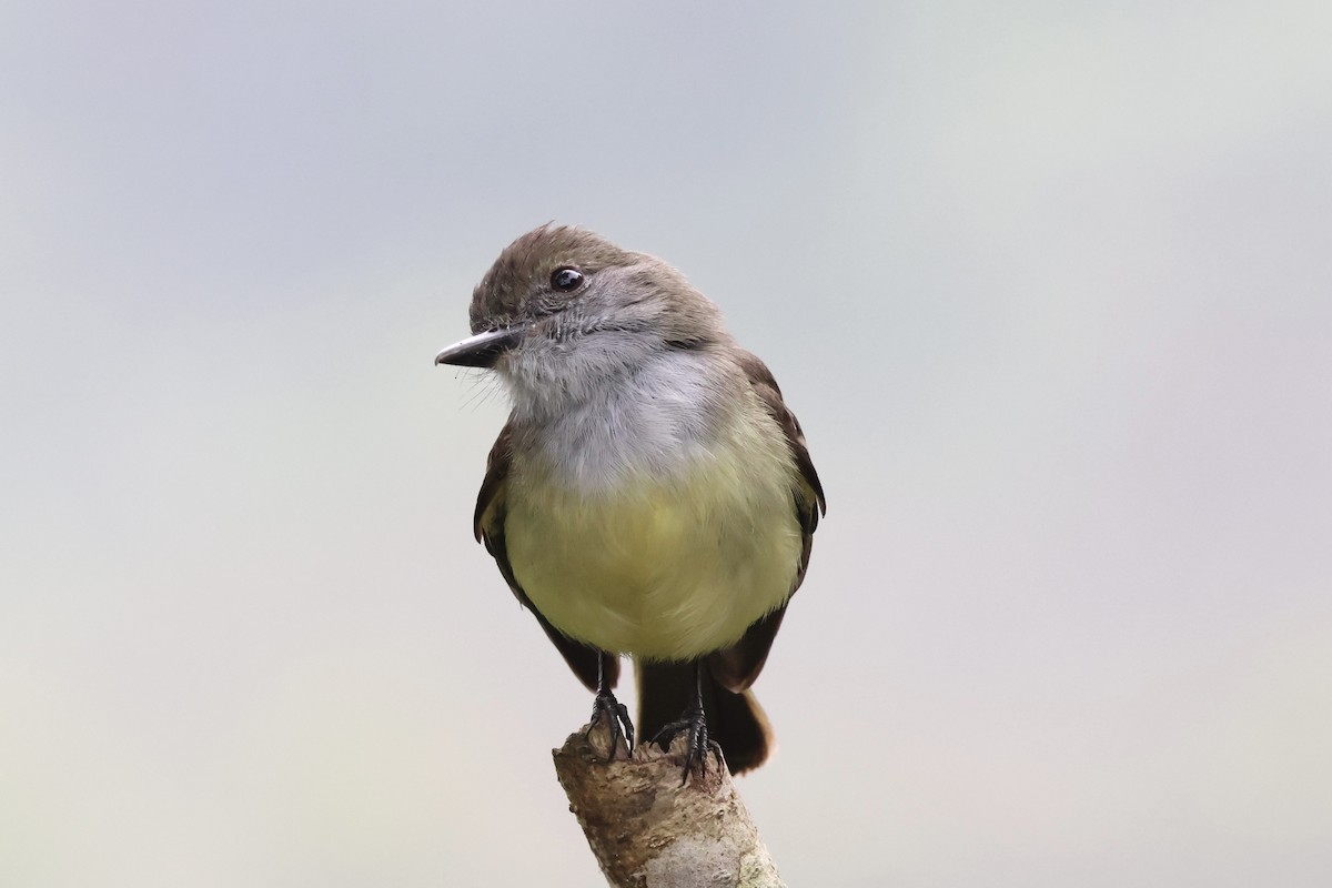 Pale-edged Flycatcher - ML623468924