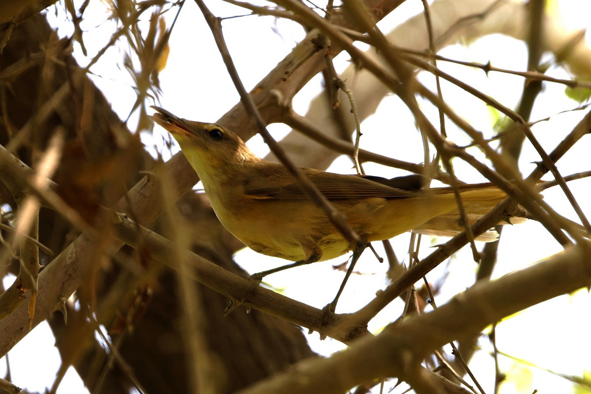 Great Reed Warbler - ML623468947