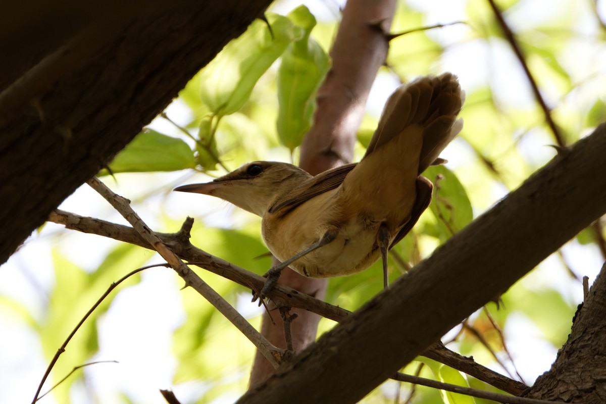 Great Reed Warbler - ML623468948