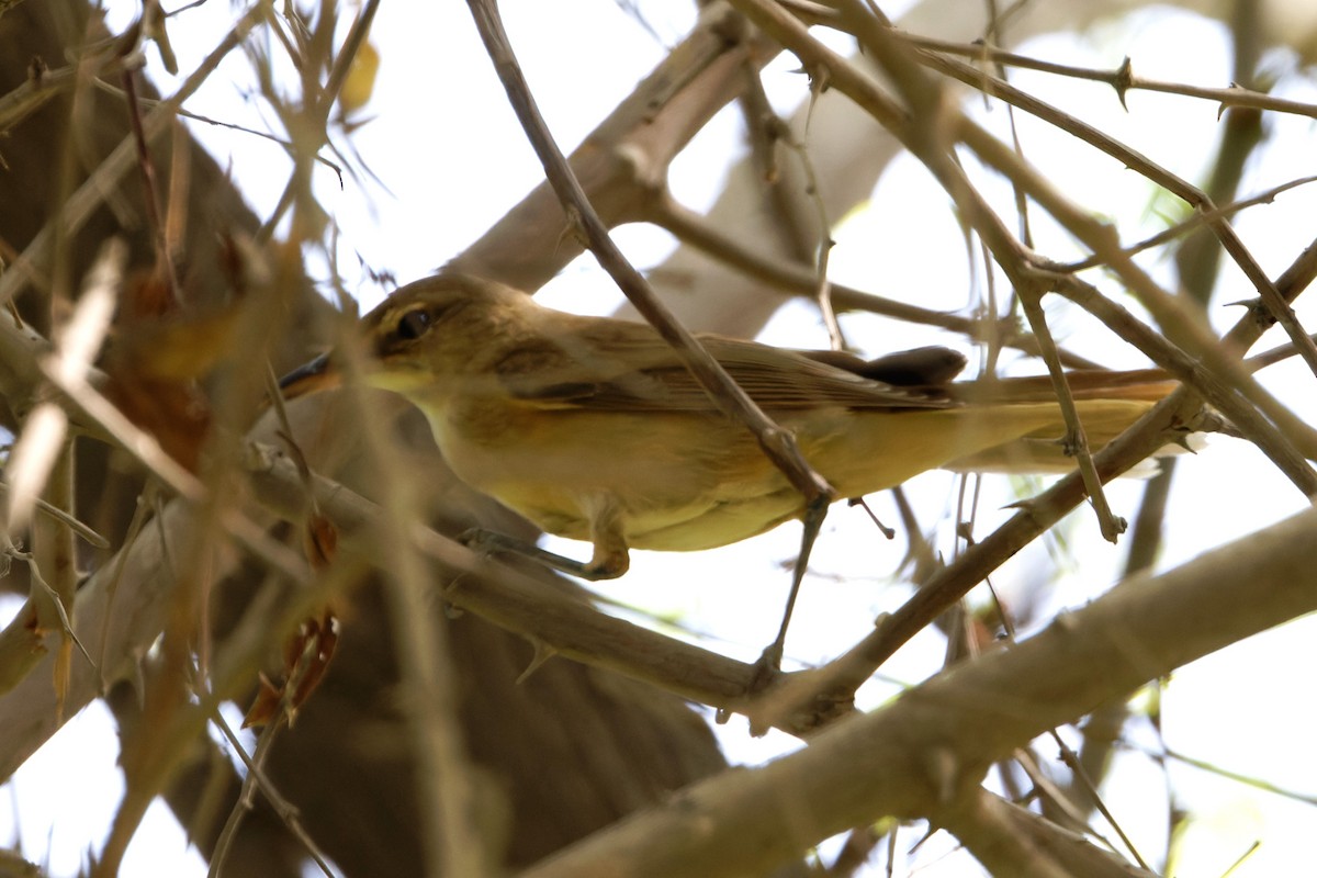 Great Reed Warbler - ML623468950