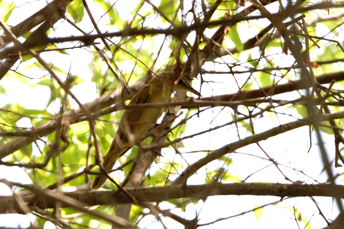 Great Reed Warbler - ML623468951