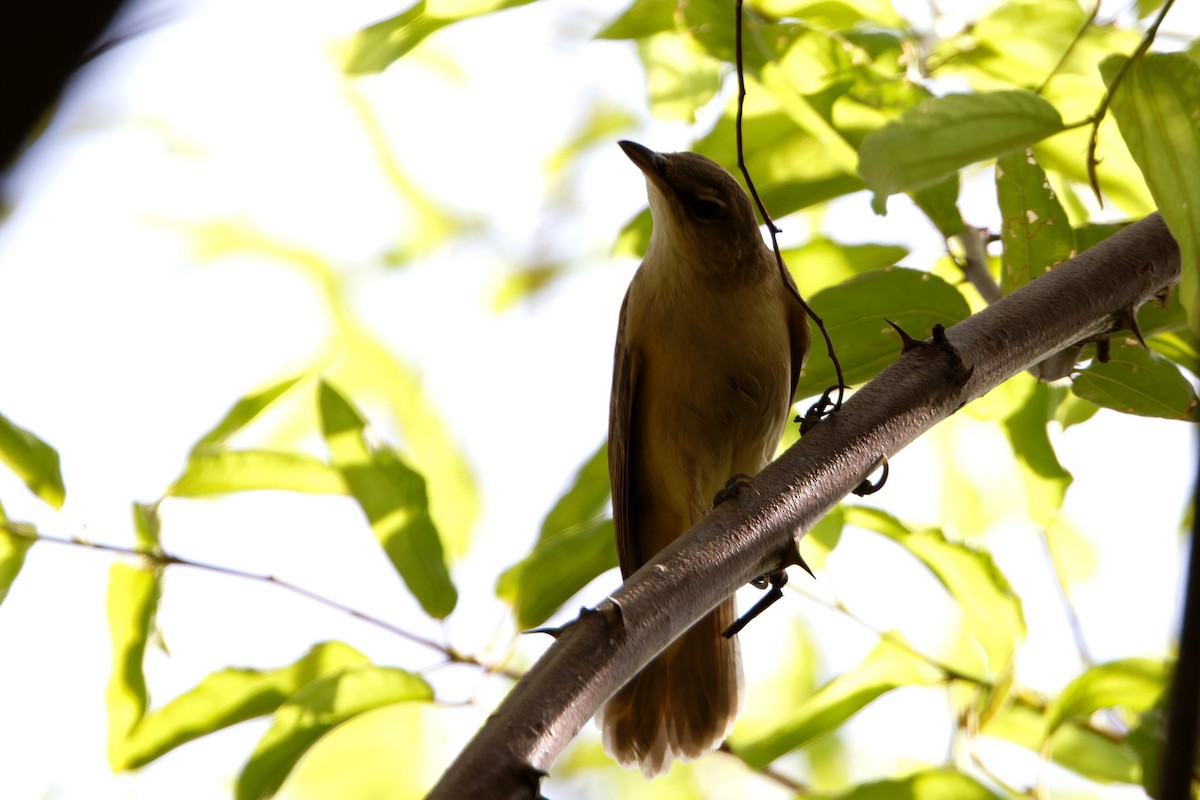 Great Reed Warbler - ML623468952