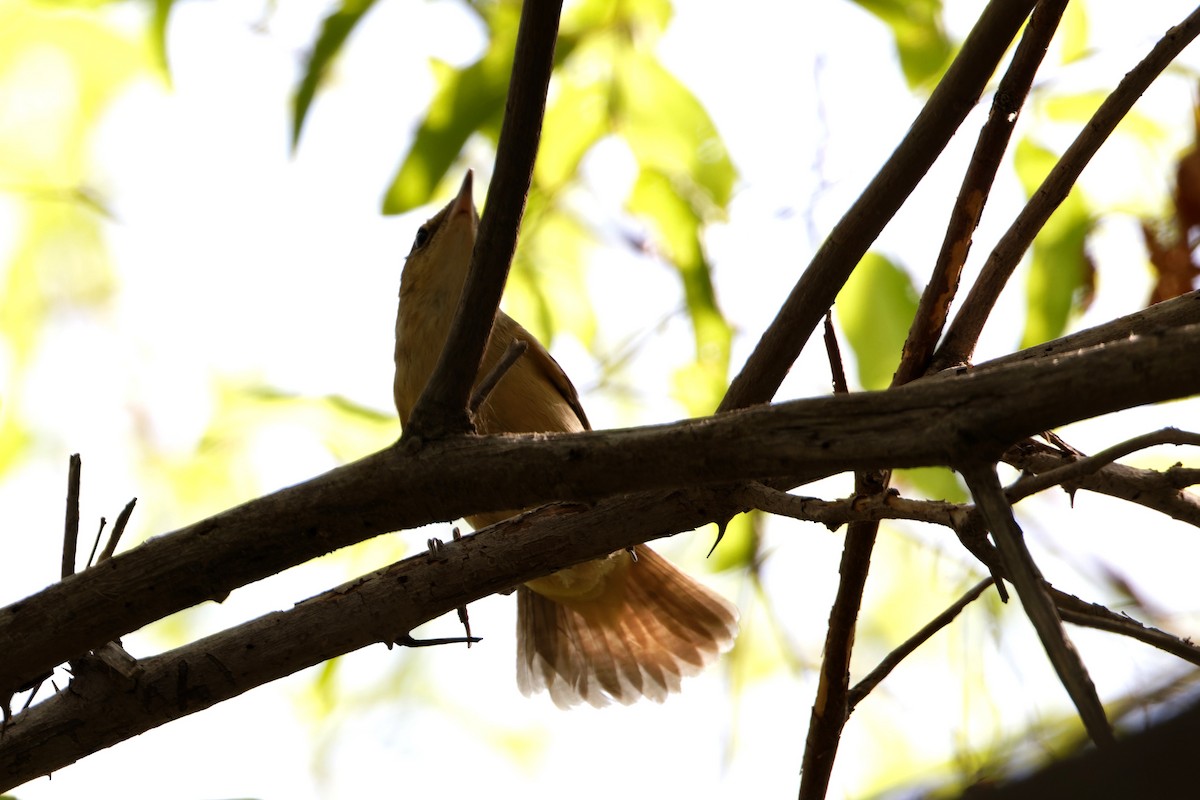 Great Reed Warbler - ML623468953