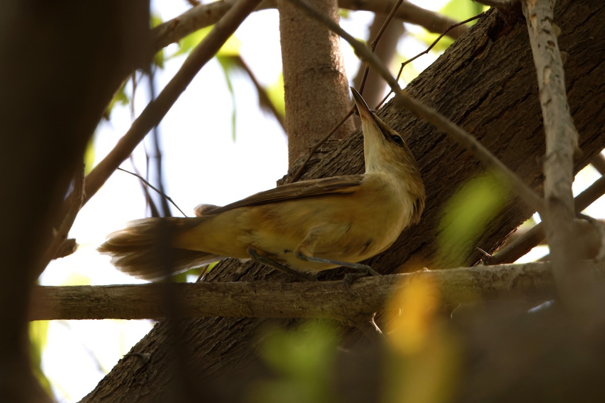 Great Reed Warbler - ML623468954